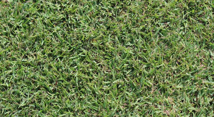 Palisades-Zoysia