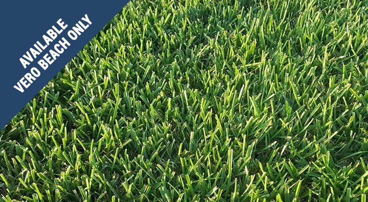Our Sod Woerner Turf Landscape Supply Turf Grass Products