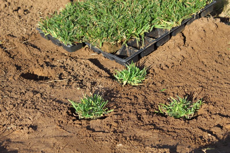 What are Grass Plugs and How to Use Them? - Woerner Turf