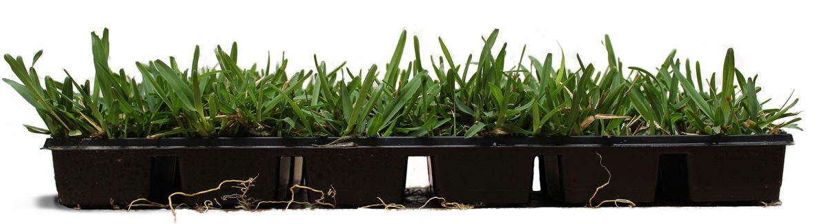 Sod Plugs - Woerner Turf & Landscape Supply, Quality Sod Growers