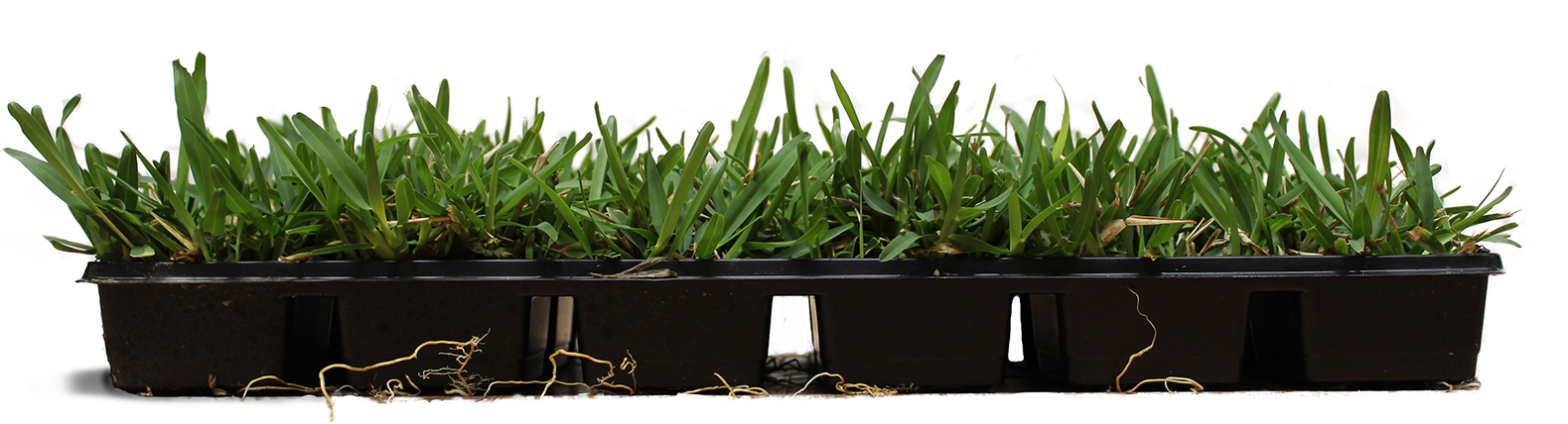 sod-plugs