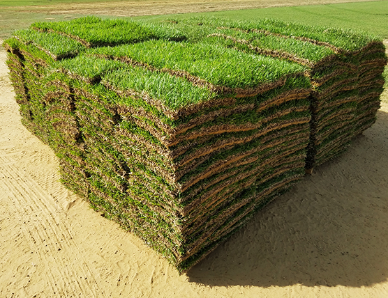 mobile zoysia turf grass