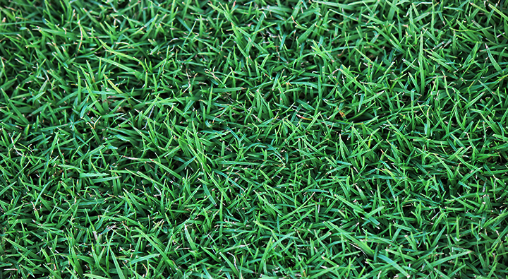 TifTuf premium bermuda grass sod at woerner turf