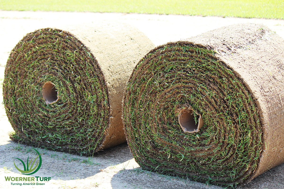woerner turf grass bermuda sod rolls for sale