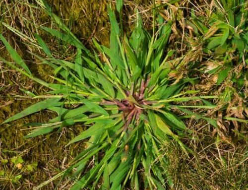 Effective Weed Management for Southeast Coastal Lawns: Tackling Winter and Spring Invaders