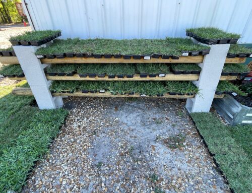 What are sod plugs and why do you use them?