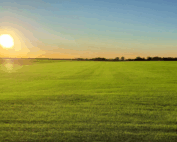 picture of bermuda sod gras