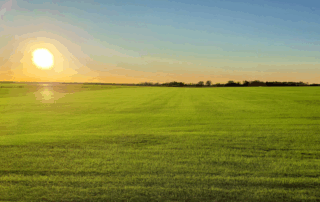 picture of bermuda sod gras