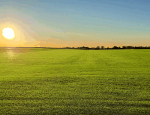 Why Bermuda Sod is the Smart Pick for Your Southeast Lawn: A Woerner Turf Guide
