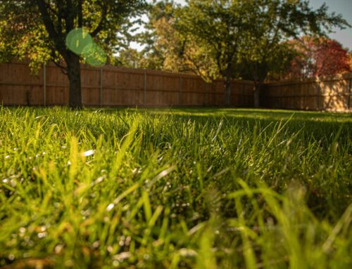 Master Fall Lawn Fertilization: Essential Tips for a Lush Spring Lawn